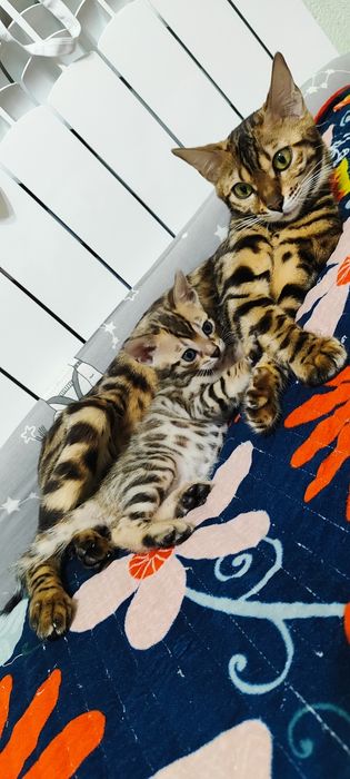 Продаются котята в бинголята