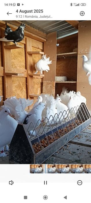 Porumbei de ornament  voltati