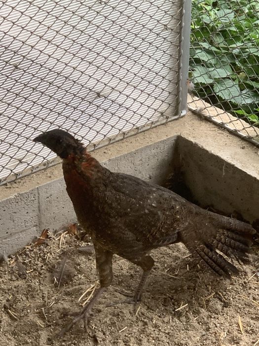 Schimb mascul fazan tragopan satyr 2025