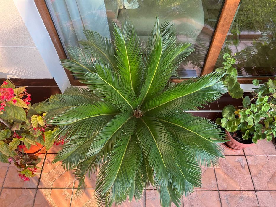 Цикас със саксия