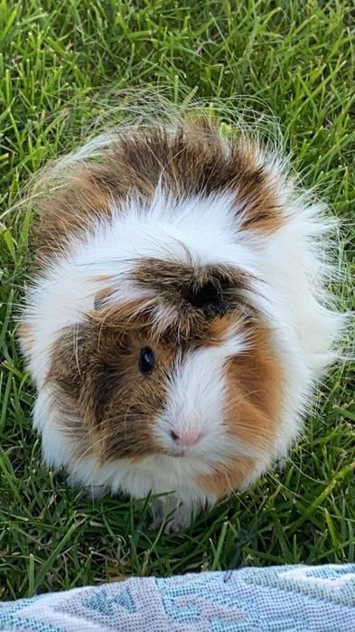 Морские свинки абиссинской породы — милые, умные и ручные! 50тыс сум