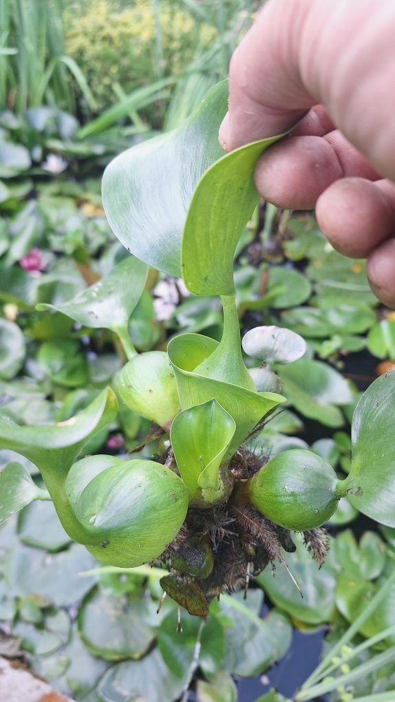 Продавам Воден зюмбюл, Воден хиацинт (Eichornia crassipes)