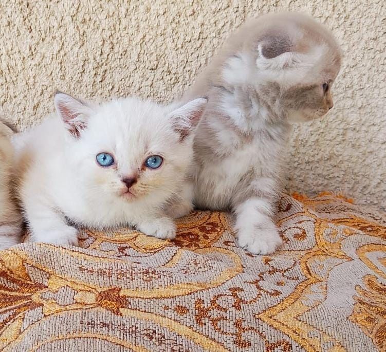 котята шотландцы продам