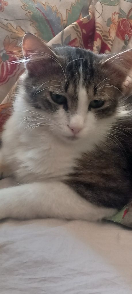 Подарява се ангорско коте