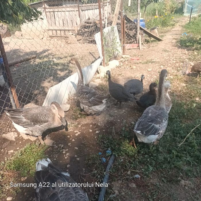 Gaste crescute bio cauta alta casa