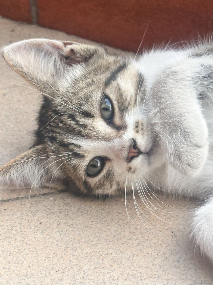 Малко котенце си търси дом