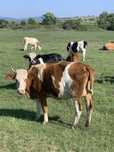 Vând o Vaca de 4 ani , 2 Vițele de 6 luni si o junincă de 1 an