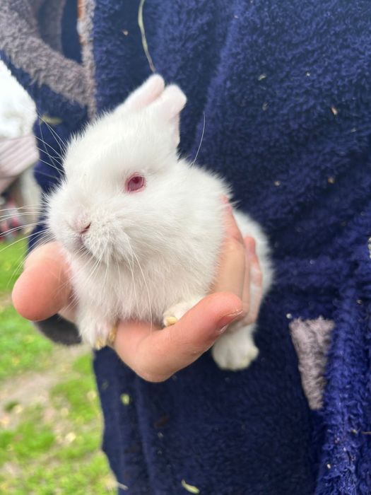 Iepuri frumosi crescuti natural