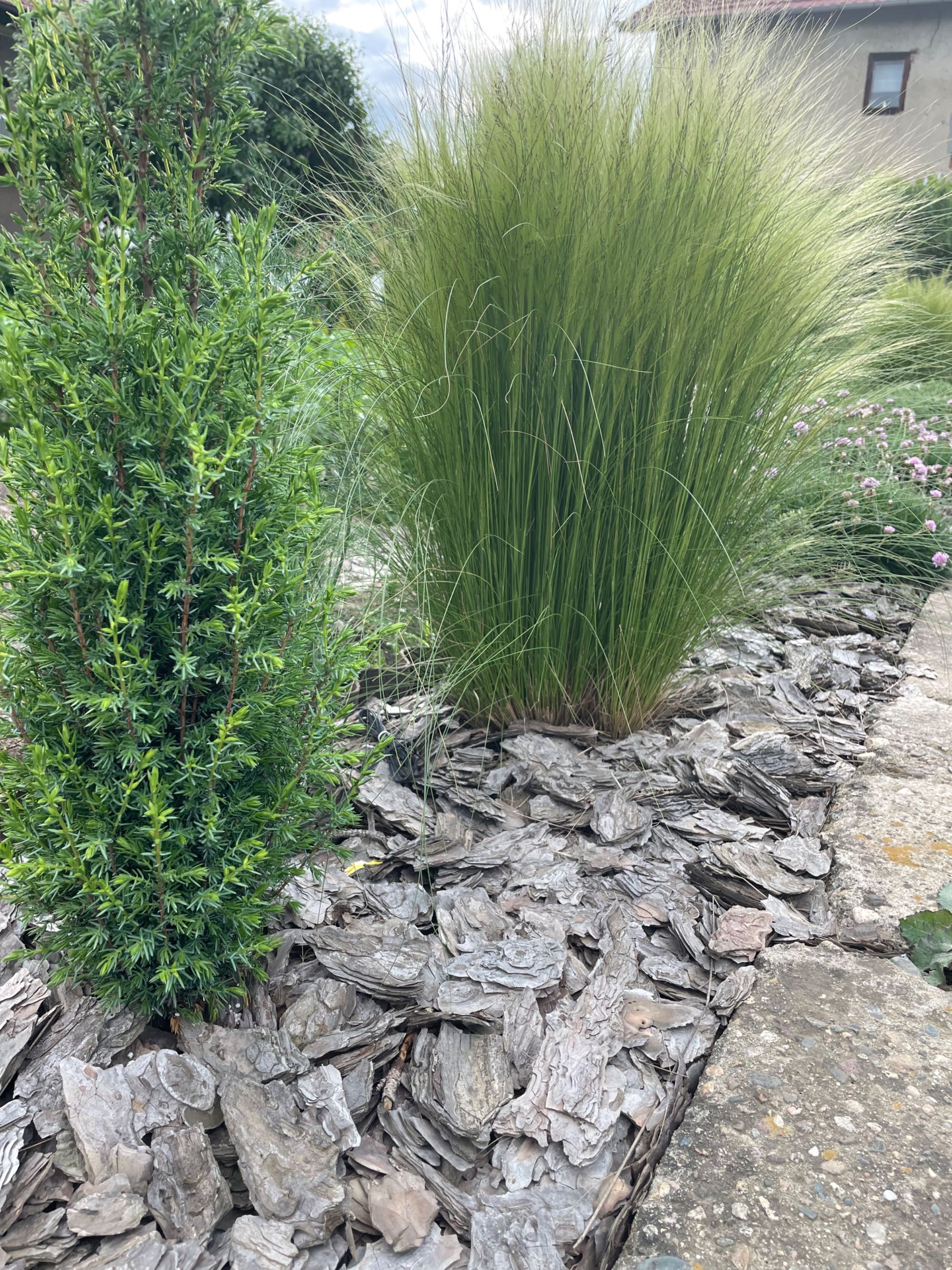 Декоративна трева Стипа /Stipa Tenuissima/