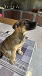 Catel malinois 7 saptamani