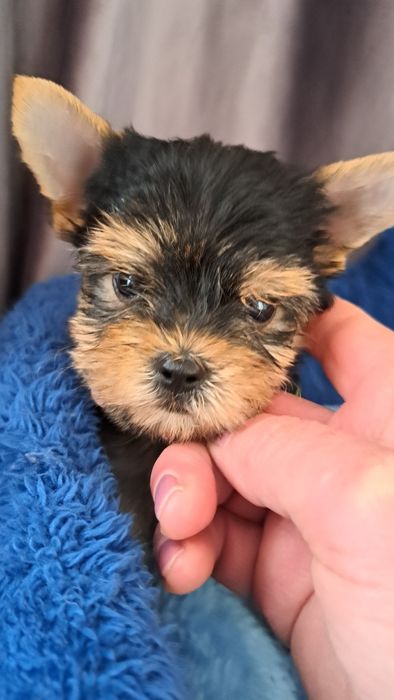 Продаю клубных щенков йорков