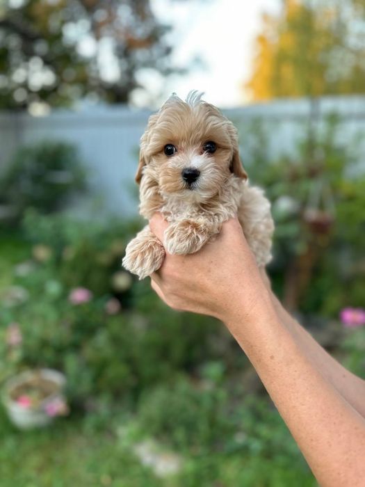 Мальтипу ф1 щенки