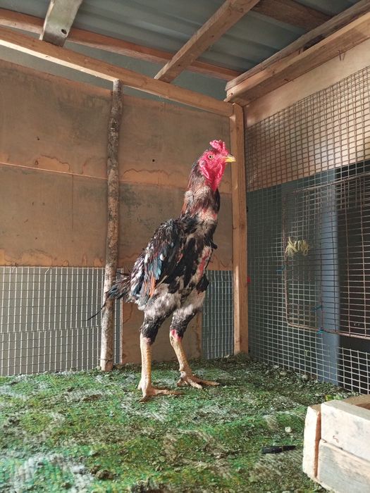 Дакан хороз йошга тулган