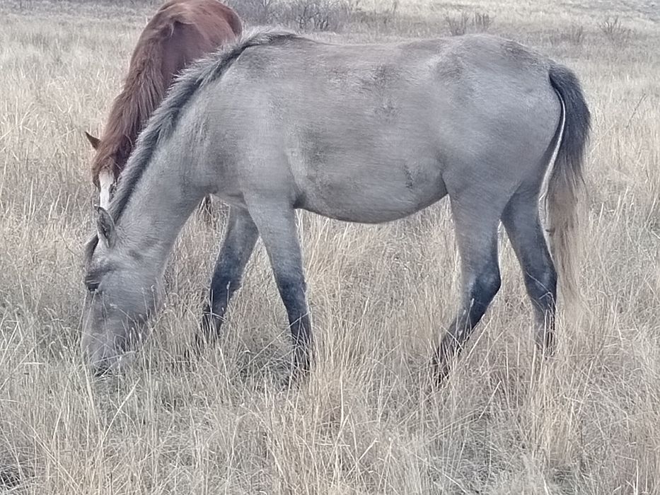 2 жаска толатын байтал