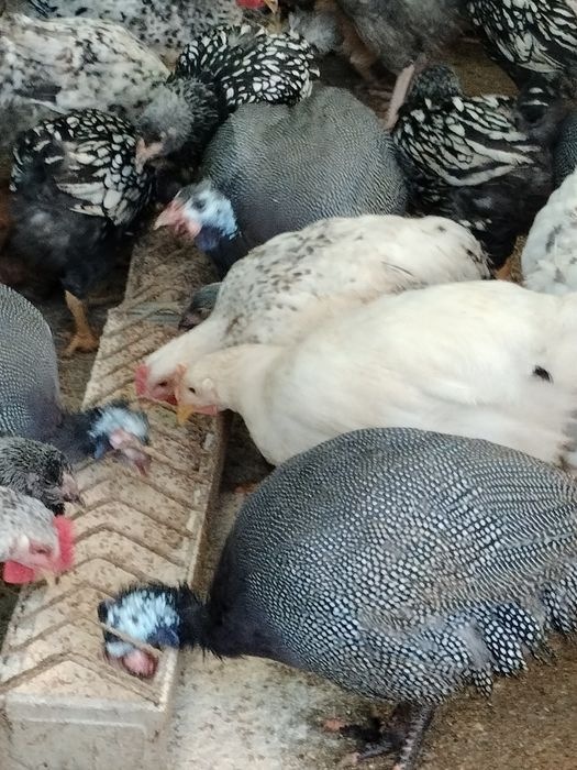 Bibilici sănătoase primăvară acestui an