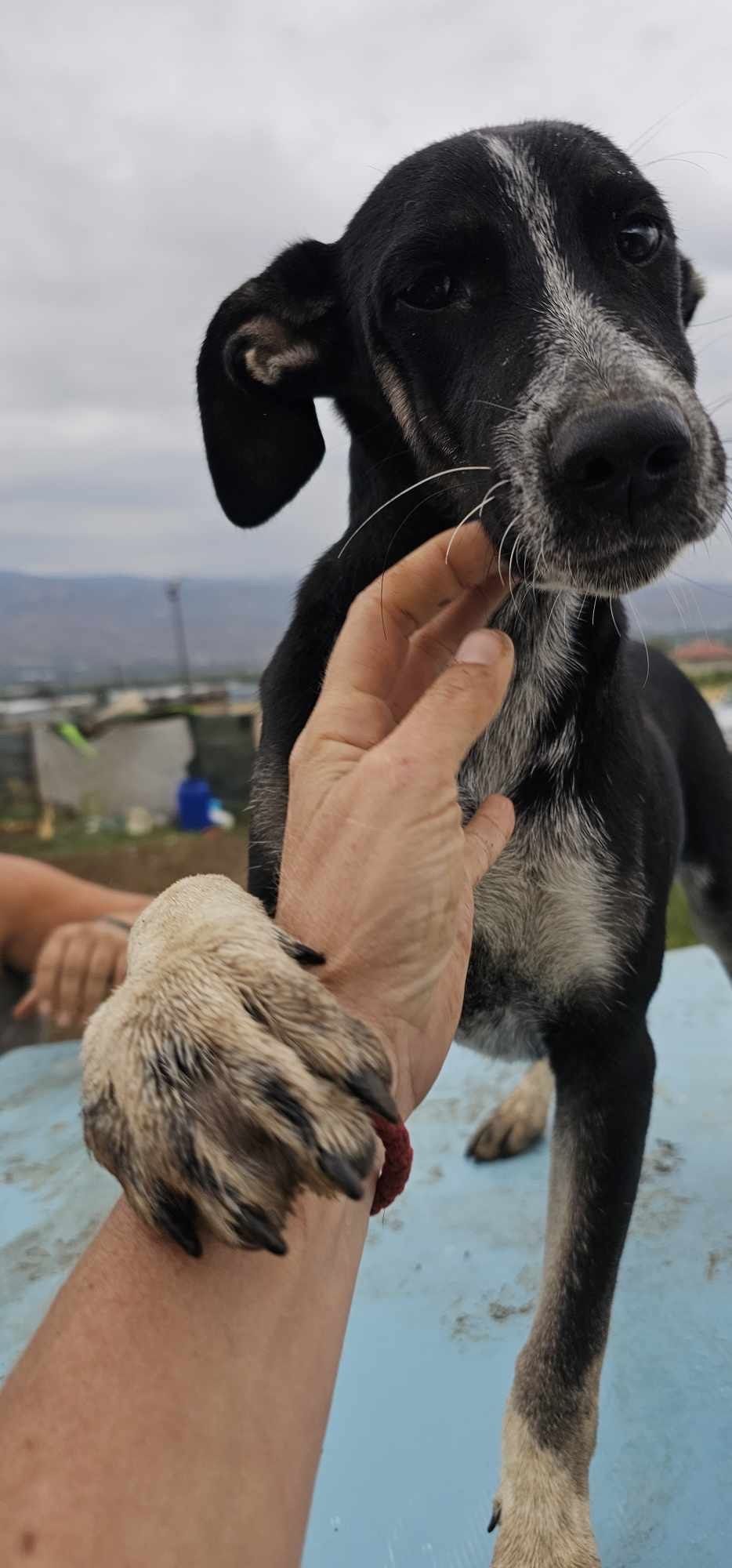 Подарявам кученца