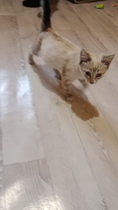 Котёнок сипмский