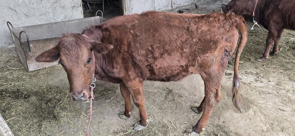 Ғуножинлар сотилади.  1.5 ёшдан