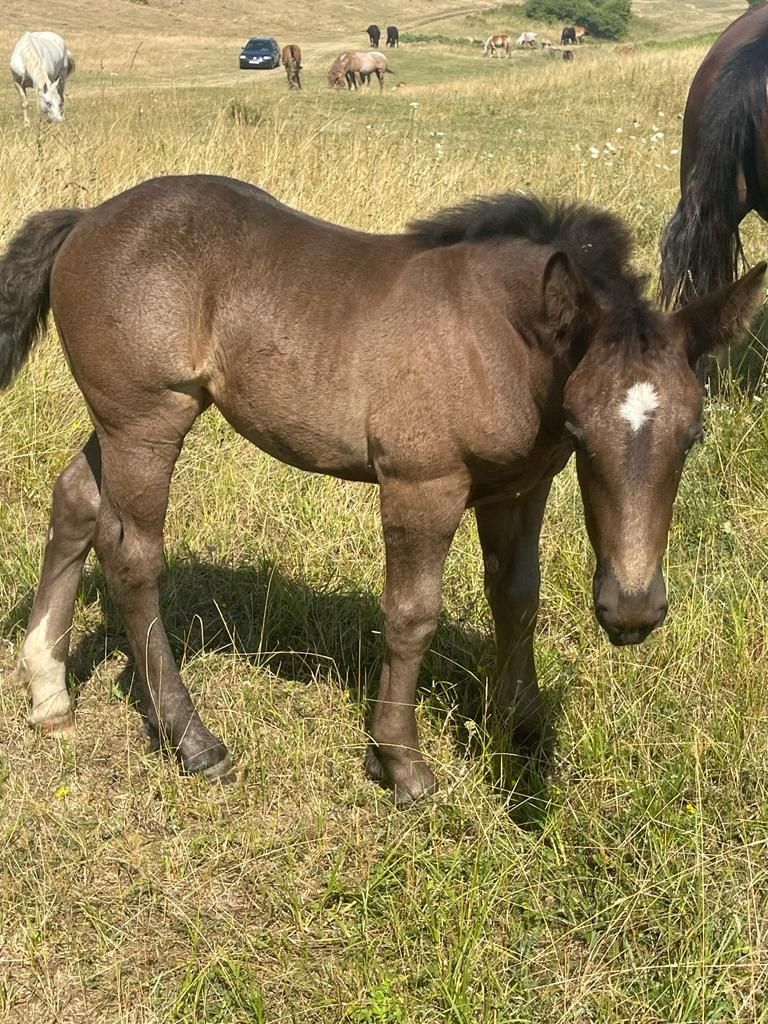 Vând 4 mnzute  în vârstă 1.an