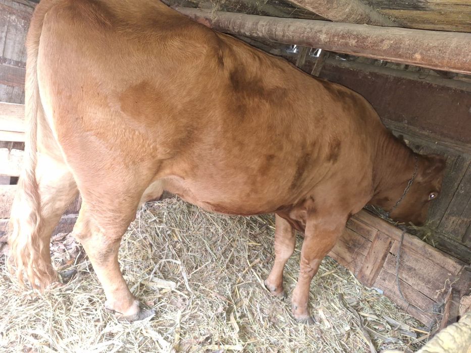 Vand vaca de lapte/carne