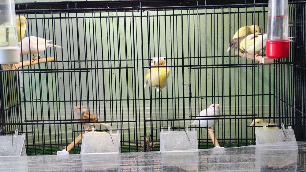 Продавам Канарчета Орфей