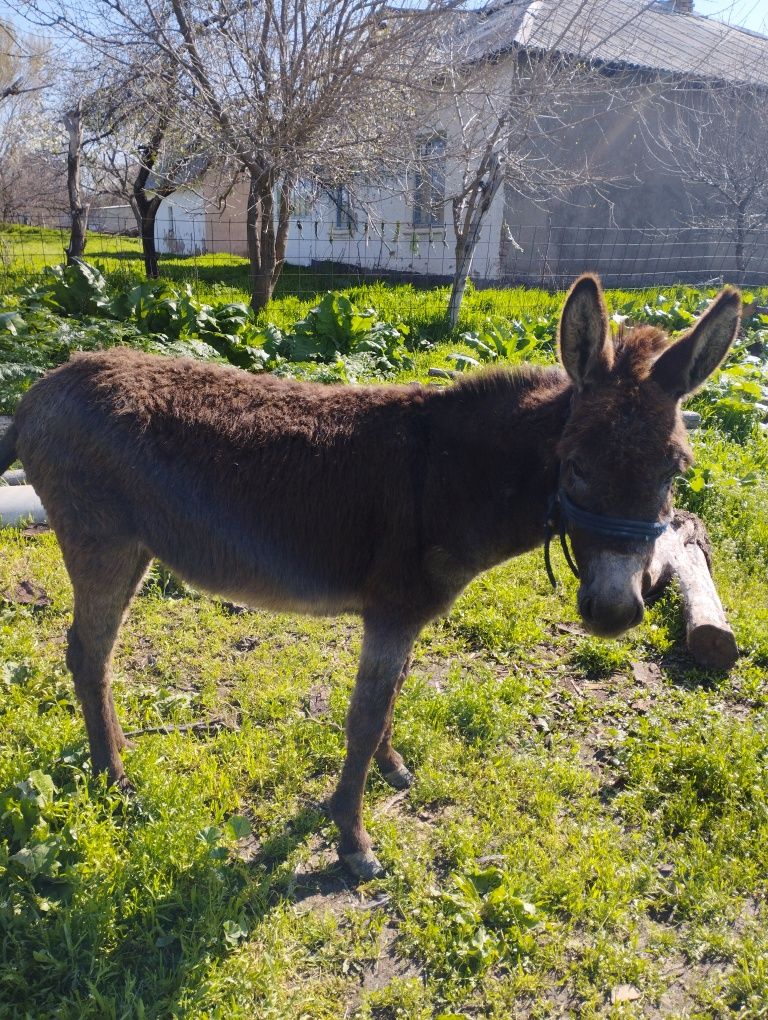 Ассаламу алейкум