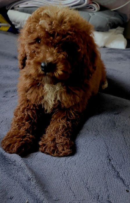 Девочка пудель, Ред Браун, 2,5 месяца