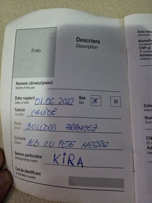 Vănd cătelusă Buldog Francez