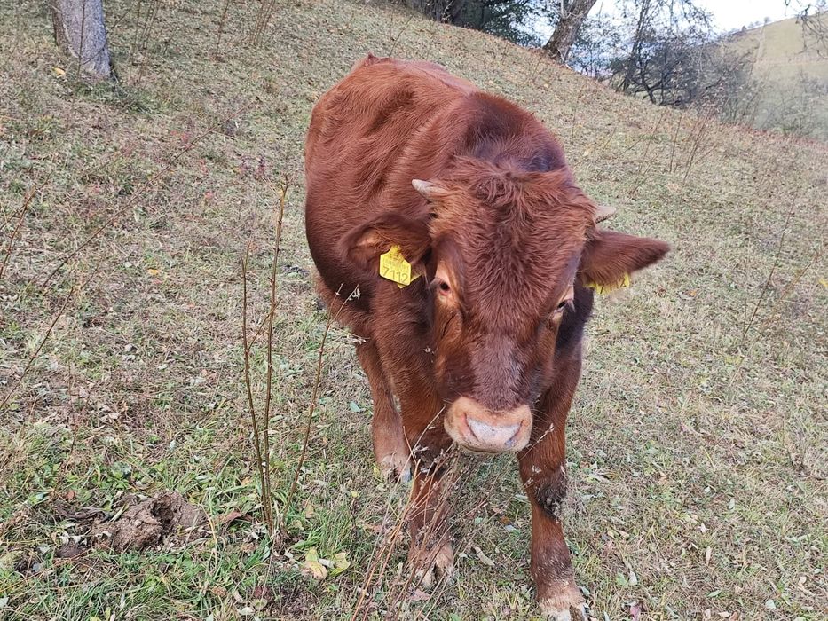 Doi viței de vânzare
