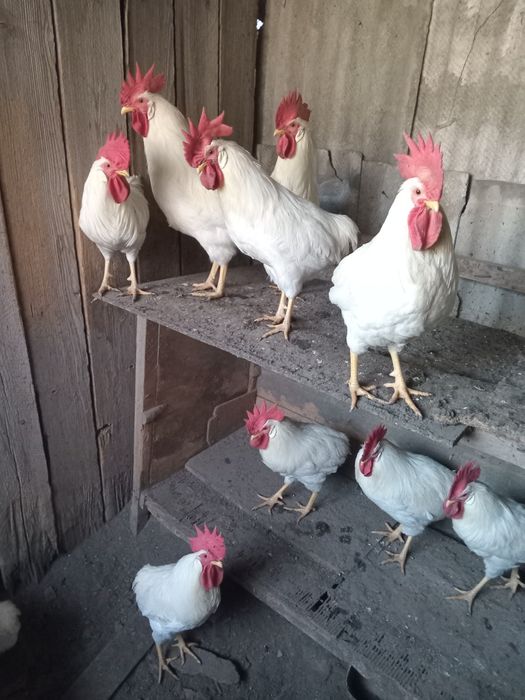 Продам молодых петухов.