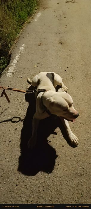 Vând sau schimb cu ori ce
