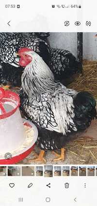 Ouă găini wyandotte argintiu