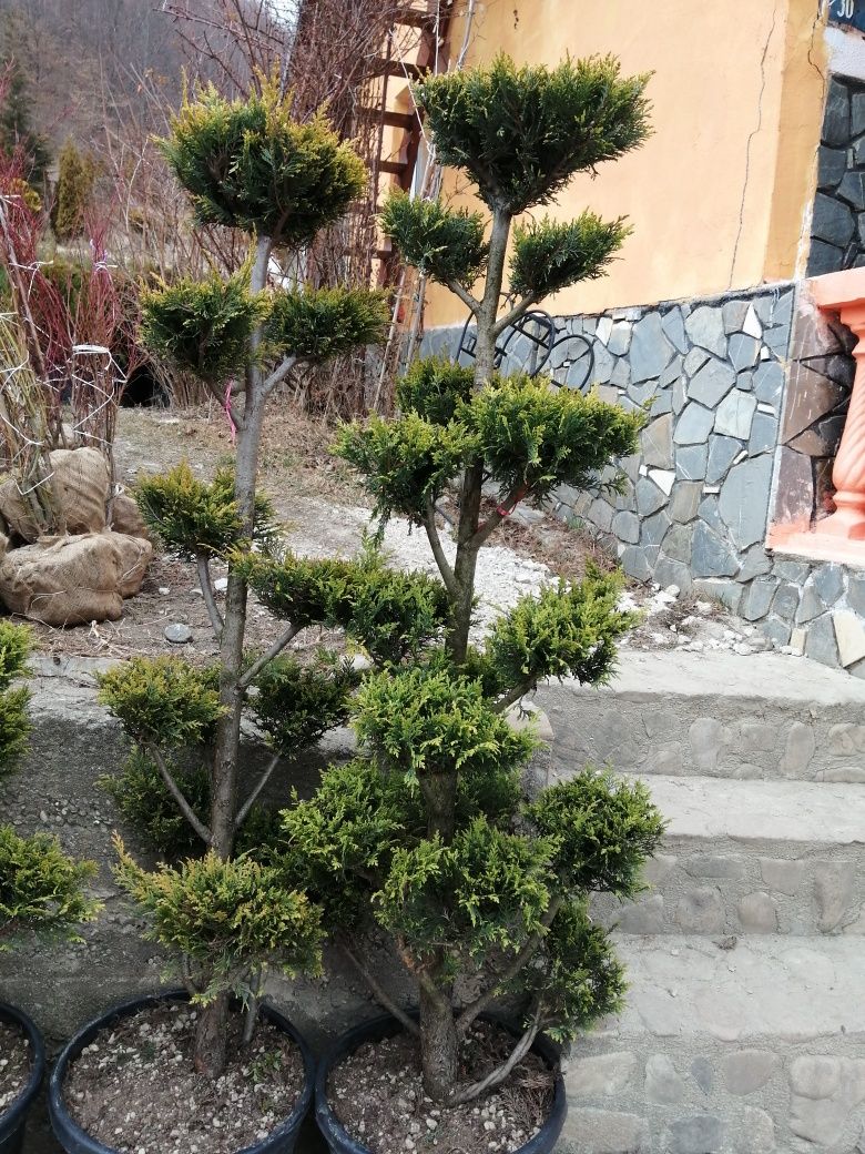 Vind tuia /thuja pom pon, spirală, bonsai