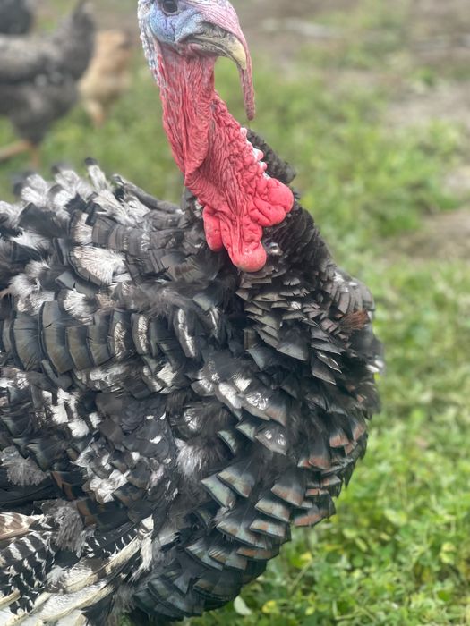 Curnani și curci de țară