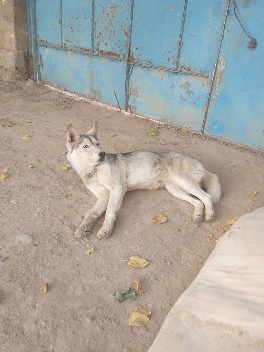 Хаски порода сабака