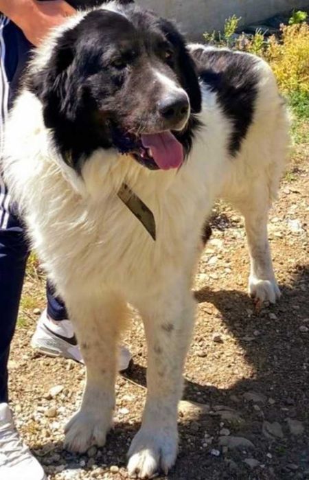 CRB din părinți foarte buni