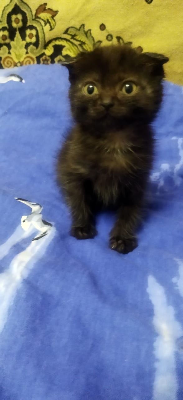 Отдать котёнка, девочка!