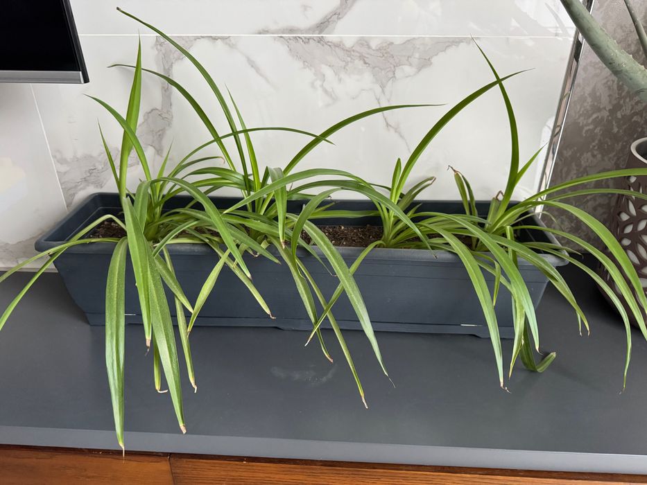 Хлорофитум комнатное растение