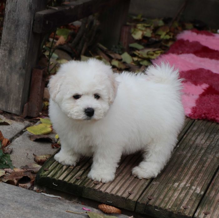 Bichon Frise cu pedigree FCI