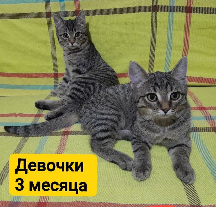 Котята ищут дом и любящих хозяев