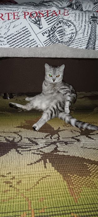 Отдам кошку в хорошие руки