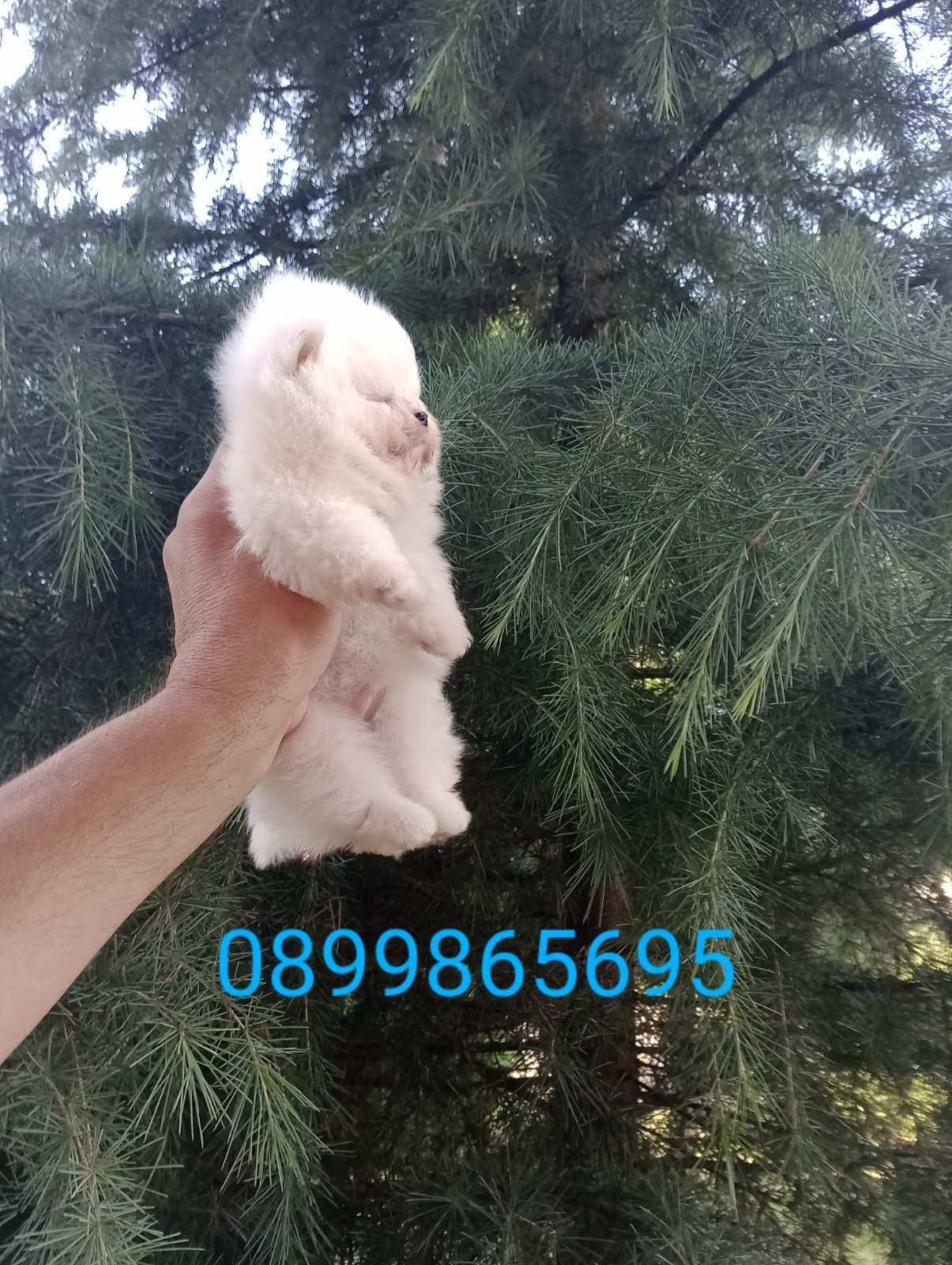 Бели Померани. Реални снимки!