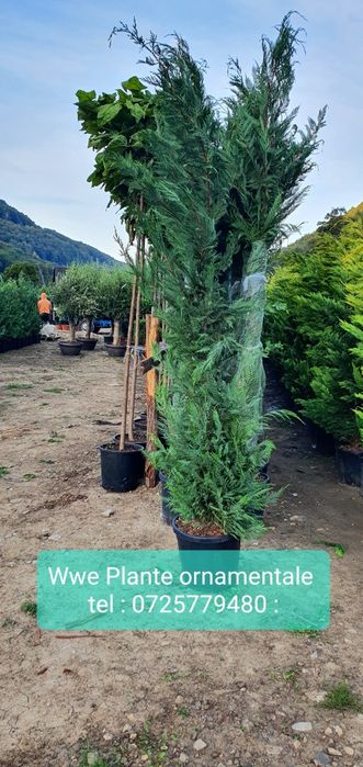 Leylandii ( cupressocyparis) - gard viu Leylandii