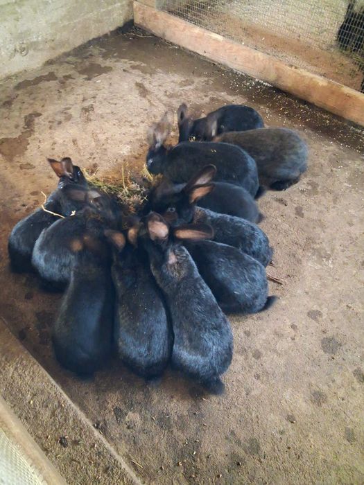 Зайци за клане или разплод