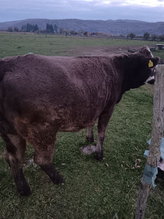 Vind juninci  baltate