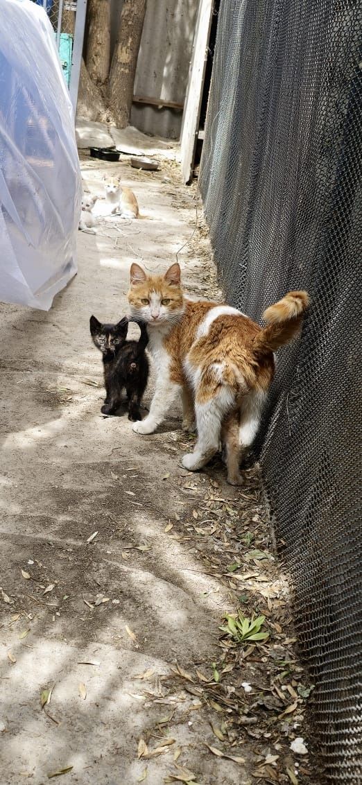 Котята  рыжие милые
