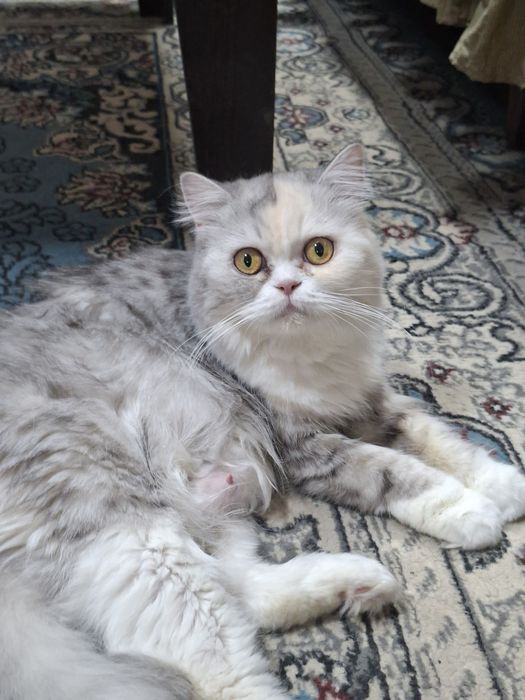 Шотландская скоттиш страйт