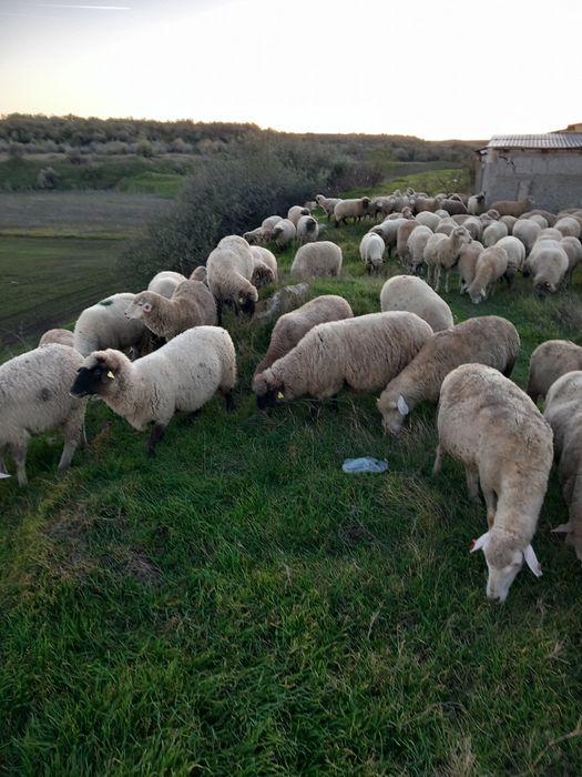 Vand 170 de oi la pretul de 650 de lei