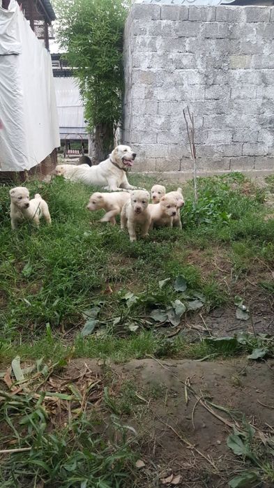 Продаю Алабай щенки