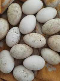 Ouă de gâscă pentru incubator/consum